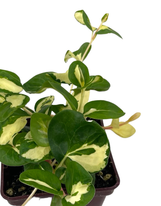 Vinca major 'Wojo's Gem' 4 inch - The Garden Corner