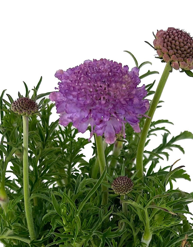 Scabiosa 'Harlequin Blue' Quart - The Garden Corner
