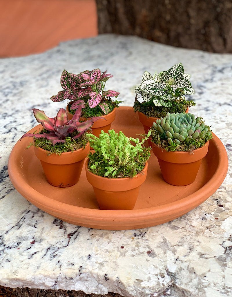 Plant Party Platter - Planters