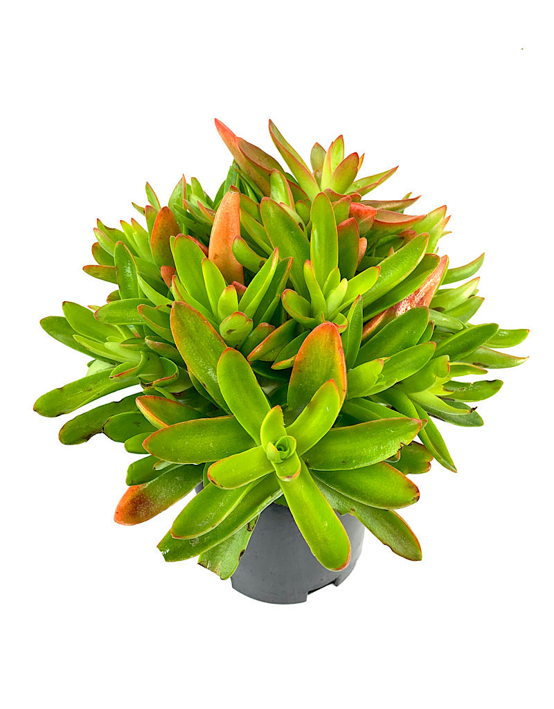 Crassula capitella 'Campfire'