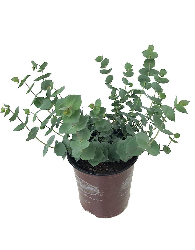 Parahebe perfoliata 1 gal