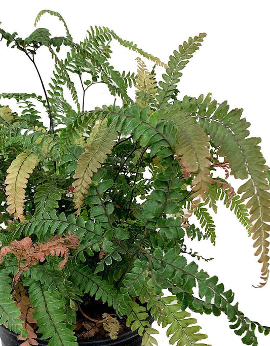 Adiantum 'Rosy Maidenhair' 1 Gallon - The Garden Corner