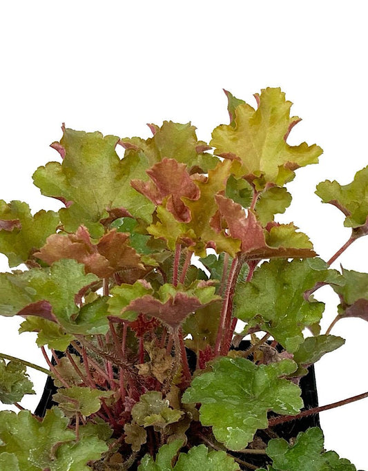 Heuchera 'September Morn' - The Garden Corner