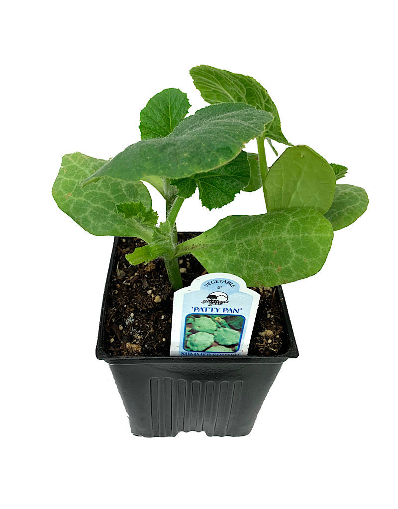 Squash 'Patty Pan' 4 inch