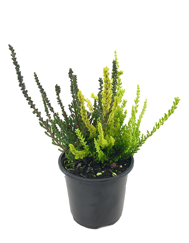 Calluna v. 'Zentastic' 4 inch