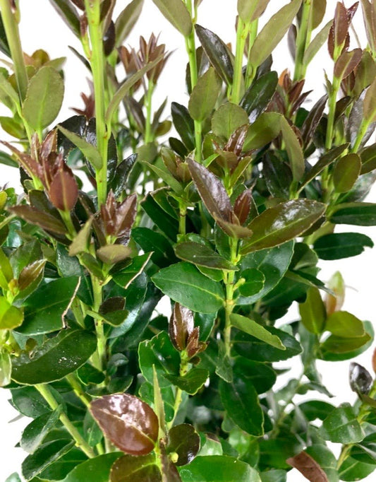 Ilex crenata 'Ruby Colonnade' - The Garden Corner