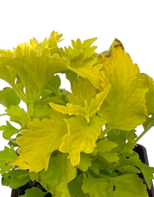 Coleus 'Wasabi' 4 Inch - The Garden Corner