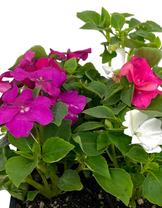 Impatiens 'Beacon Portland Mix' - The Garden Corner