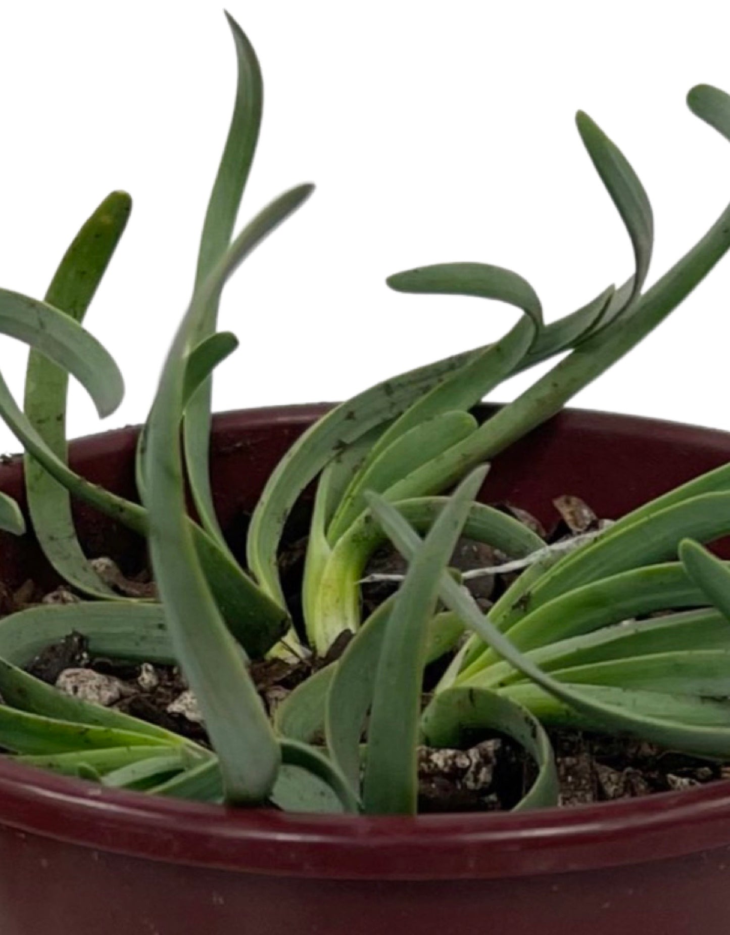 Allium senescens 'Glaucum' Quart - The Garden Corner