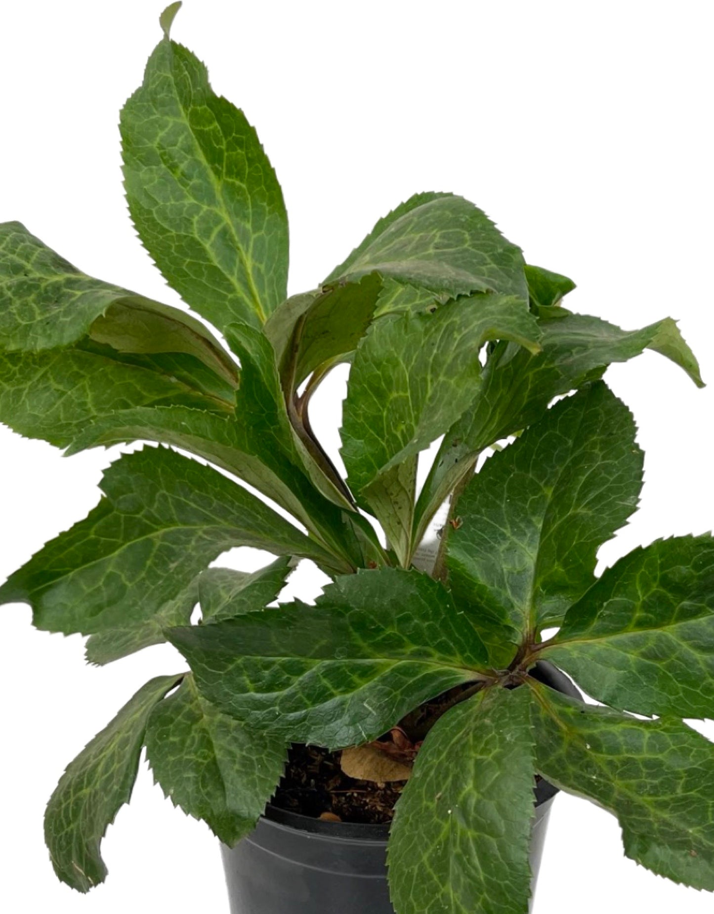 Helleborus Frostkiss® 'Cheryl's Shine' - The Garden Corner