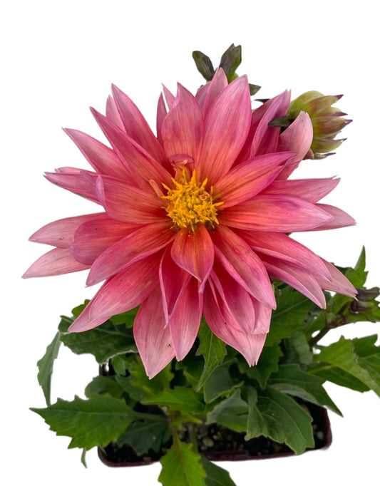 Dahlia 'Venti Passion Fruit' Quart - The Garden Corner