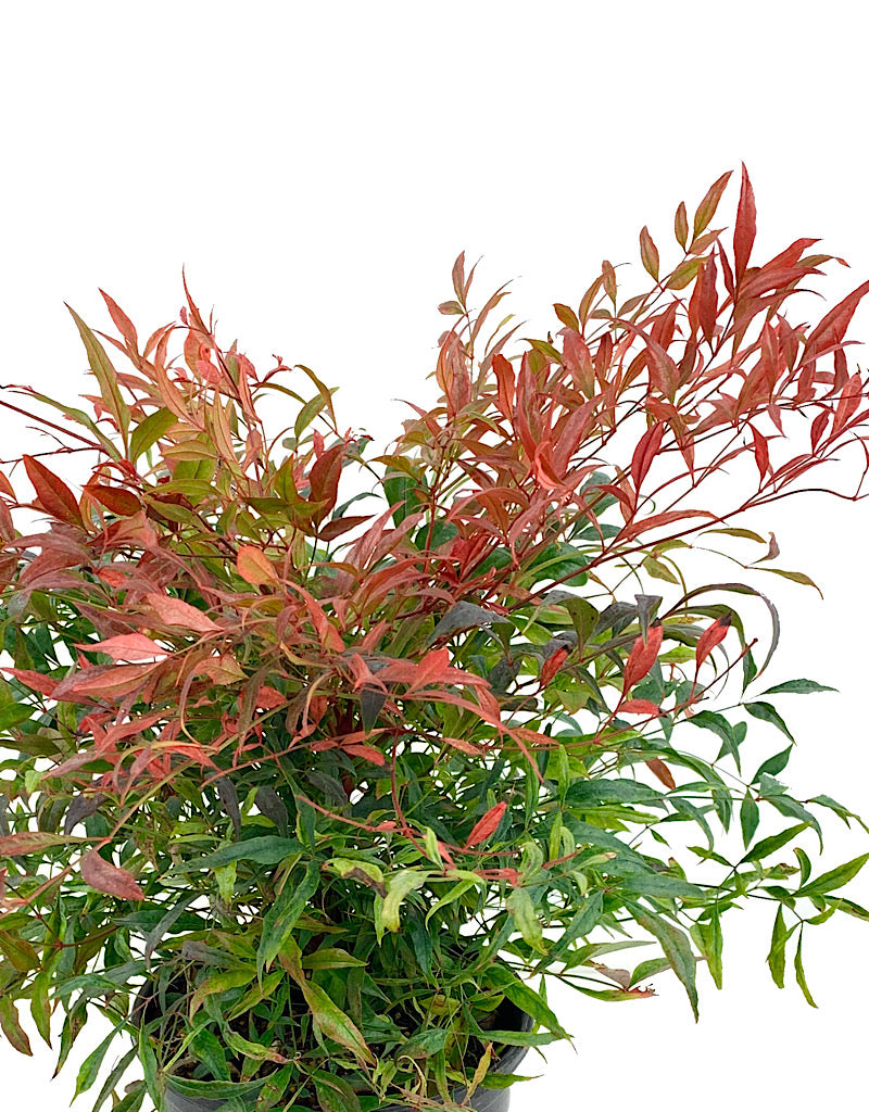 Nandina d. 'Tuscan Flame' 1 Gal
