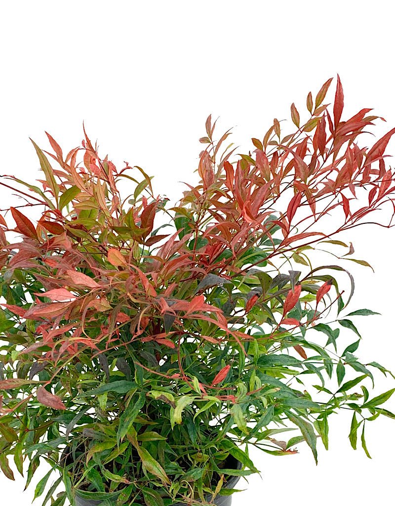 Nandina d. 'Tuscan Flame' 1 Gal - The Garden Corner