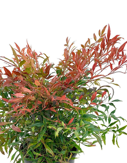 Nandina d. 'Tuscan Flame' 1 Gal - The Garden Corner