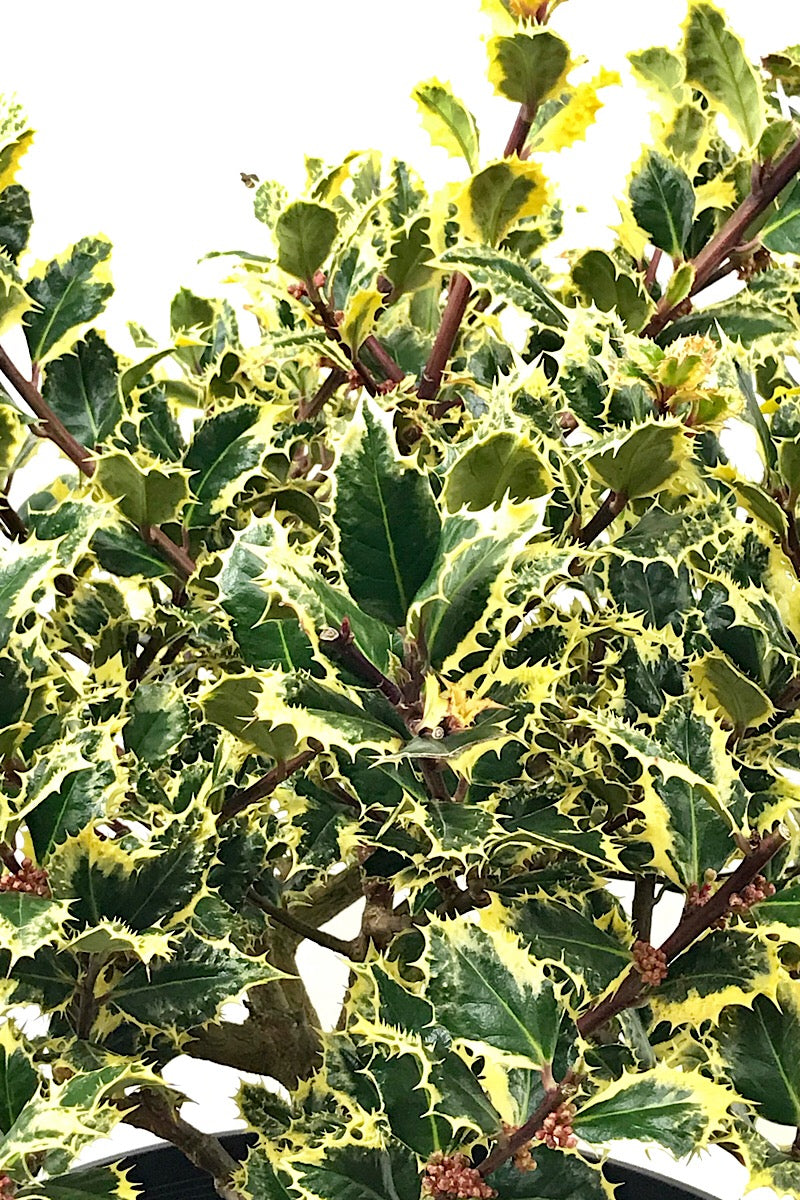Ilex a. 'Ferox Argentea' 3 gal