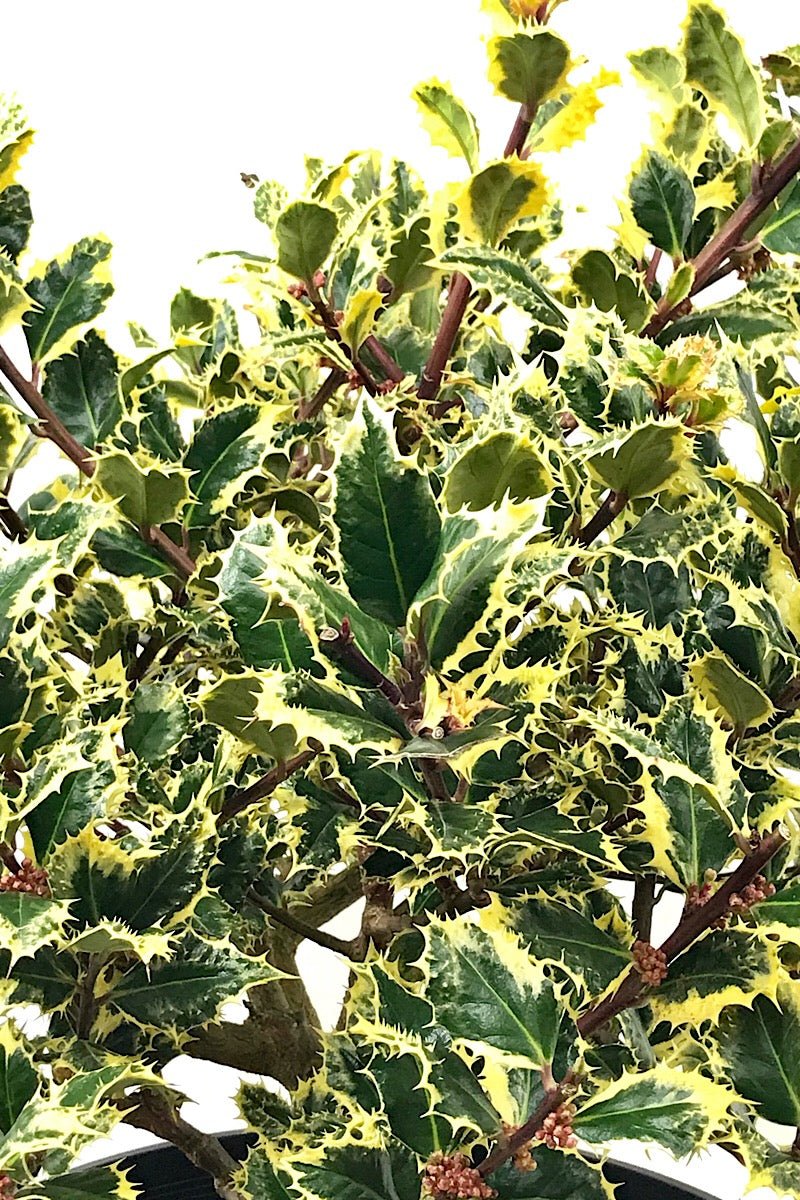 Ilex a. 'Ferox Argentea' 3 gal - The Garden Corner
