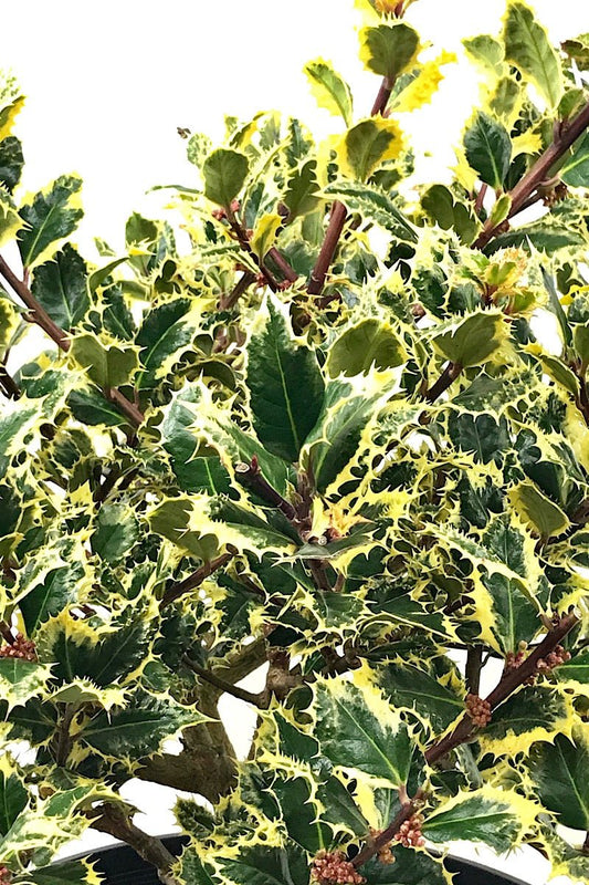 Ilex a. 'Ferox Argentea' 3 gal - The Garden Corner