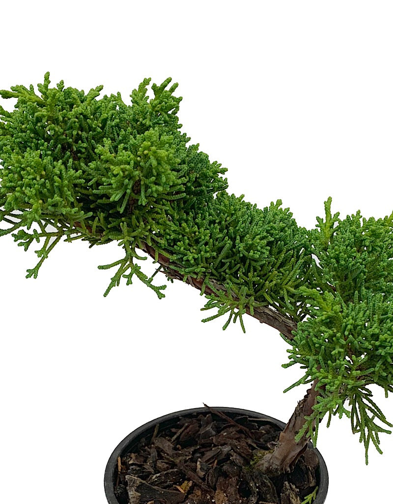 Juniperus c. 'Shimpaku' Bonsai 4 inch