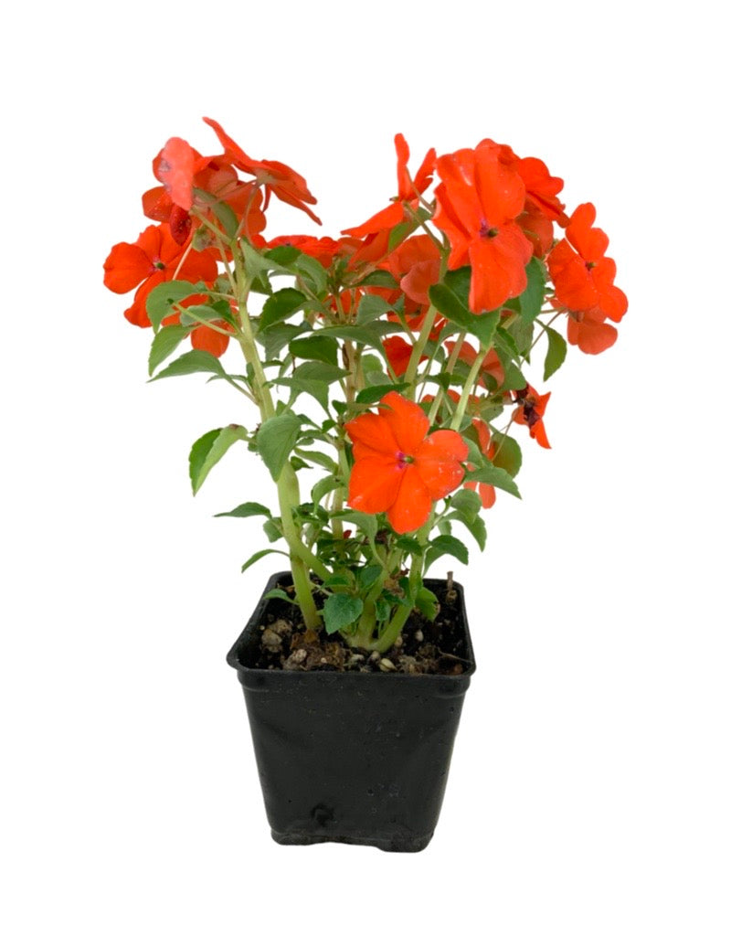 Impatiens 'Beacon Orange'