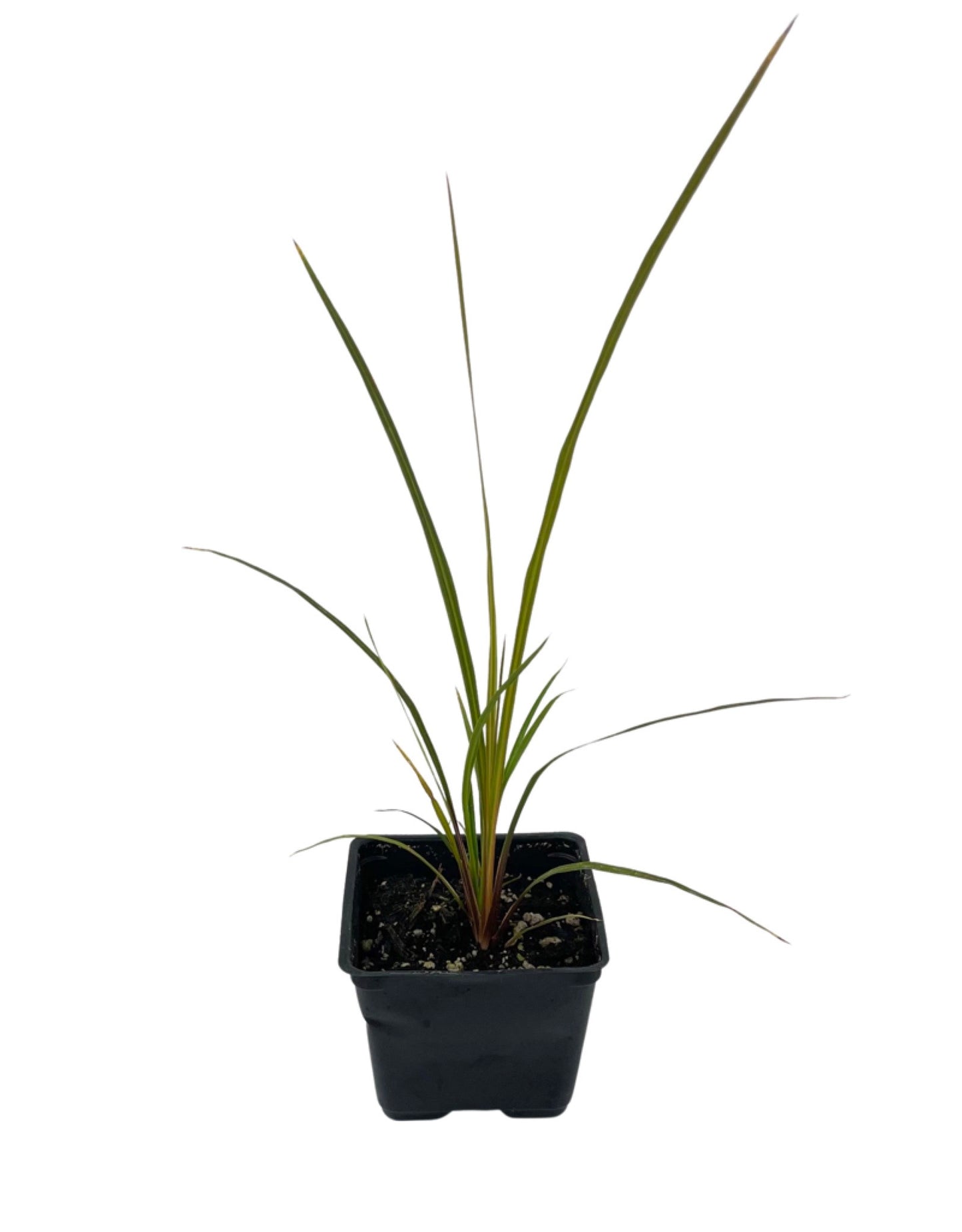 Cordyline australis 'Spikes' - Annuals