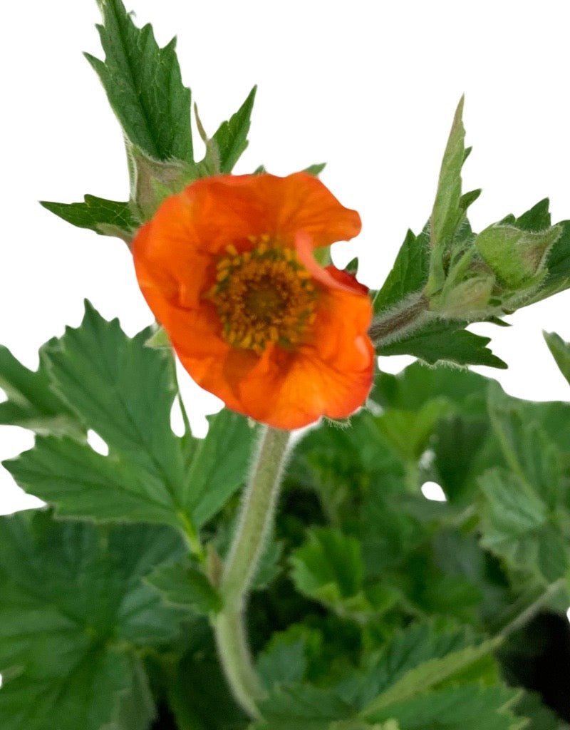 Geum 'Totally Tangerine' - The Garden Corner