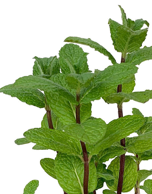 Mint 'Mojito' - The Garden Corner