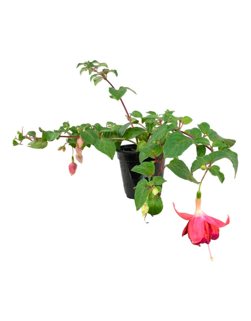 Fuchsia 'Orange King'