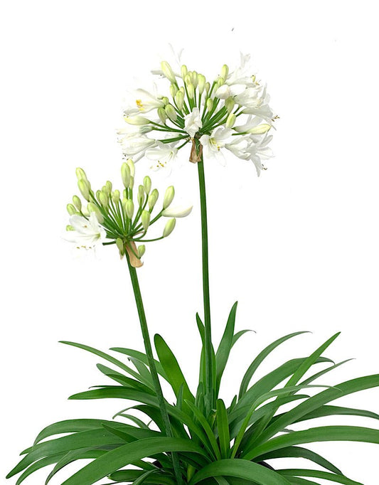 Agapanthus €˜Ever White 1 Gallon - The Garden Corner
