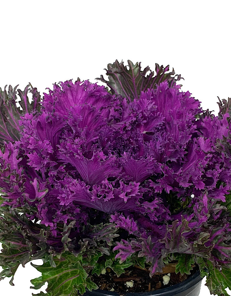 Kale 'Glamour Red' Quart
