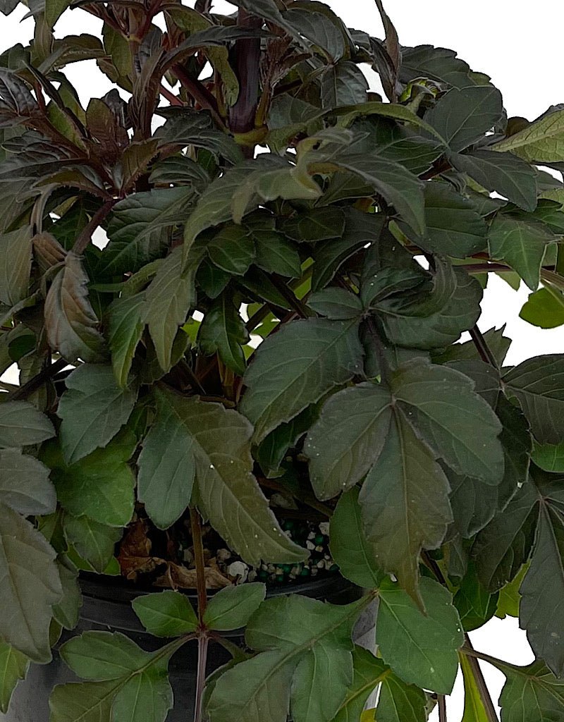 Dahlia 'Mystic Haze Orange' 1 Gallon - The Garden Corner