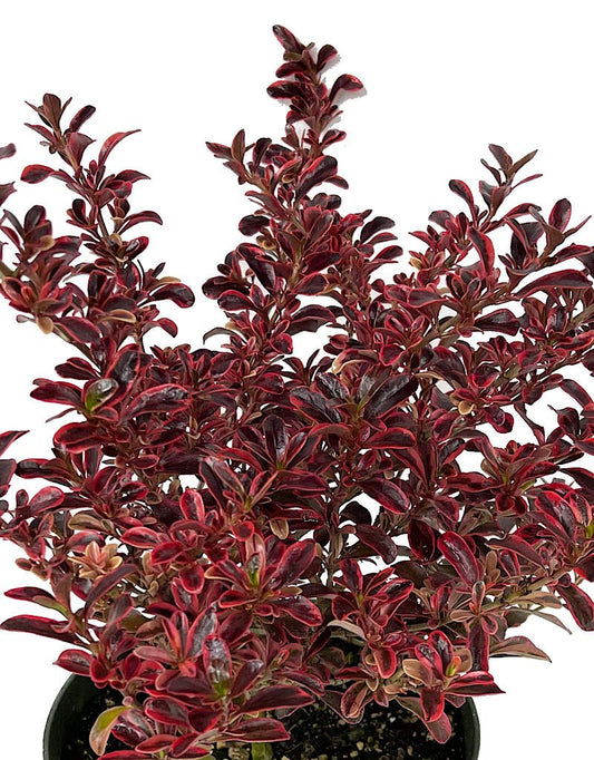 Coprosma 'Fireburst' Quart - The Garden Corner