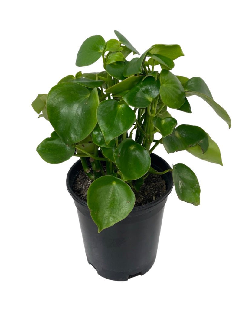 Peperomia polybotrya 'Raindrop' - The Garden Corner