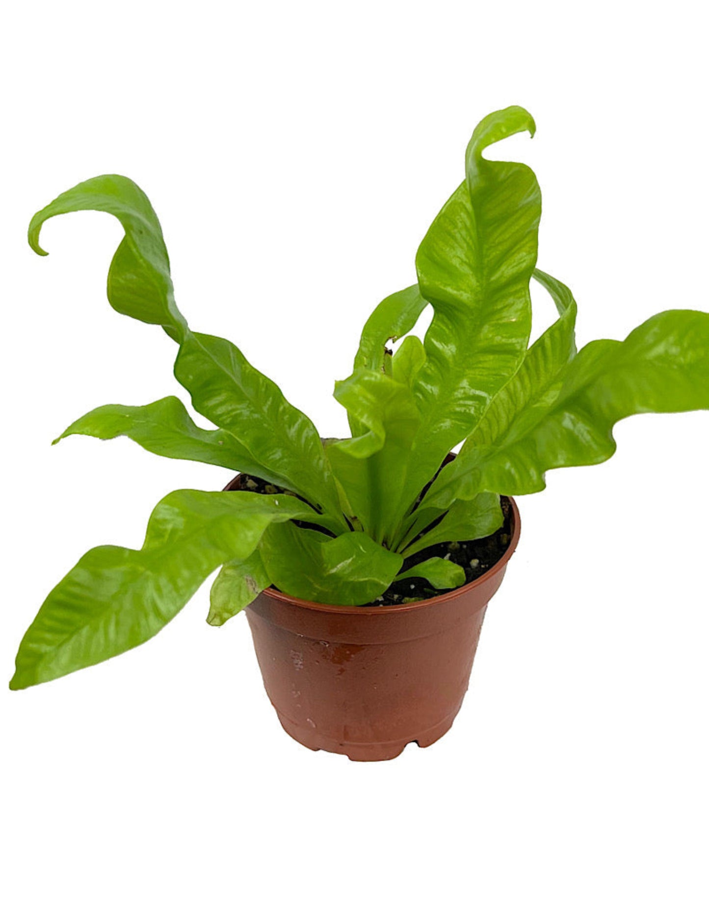 Asplenium nidus 'Crispy Wave'