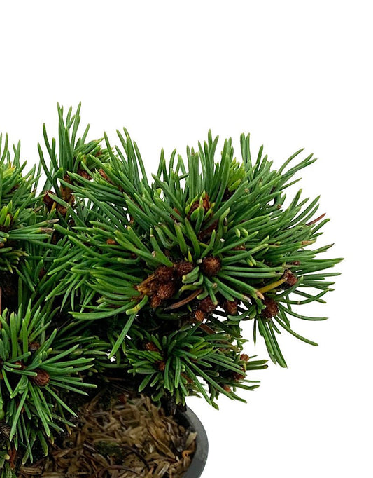 Picea abies 'Mikulasovice' 4 Inch - The Garden Corner