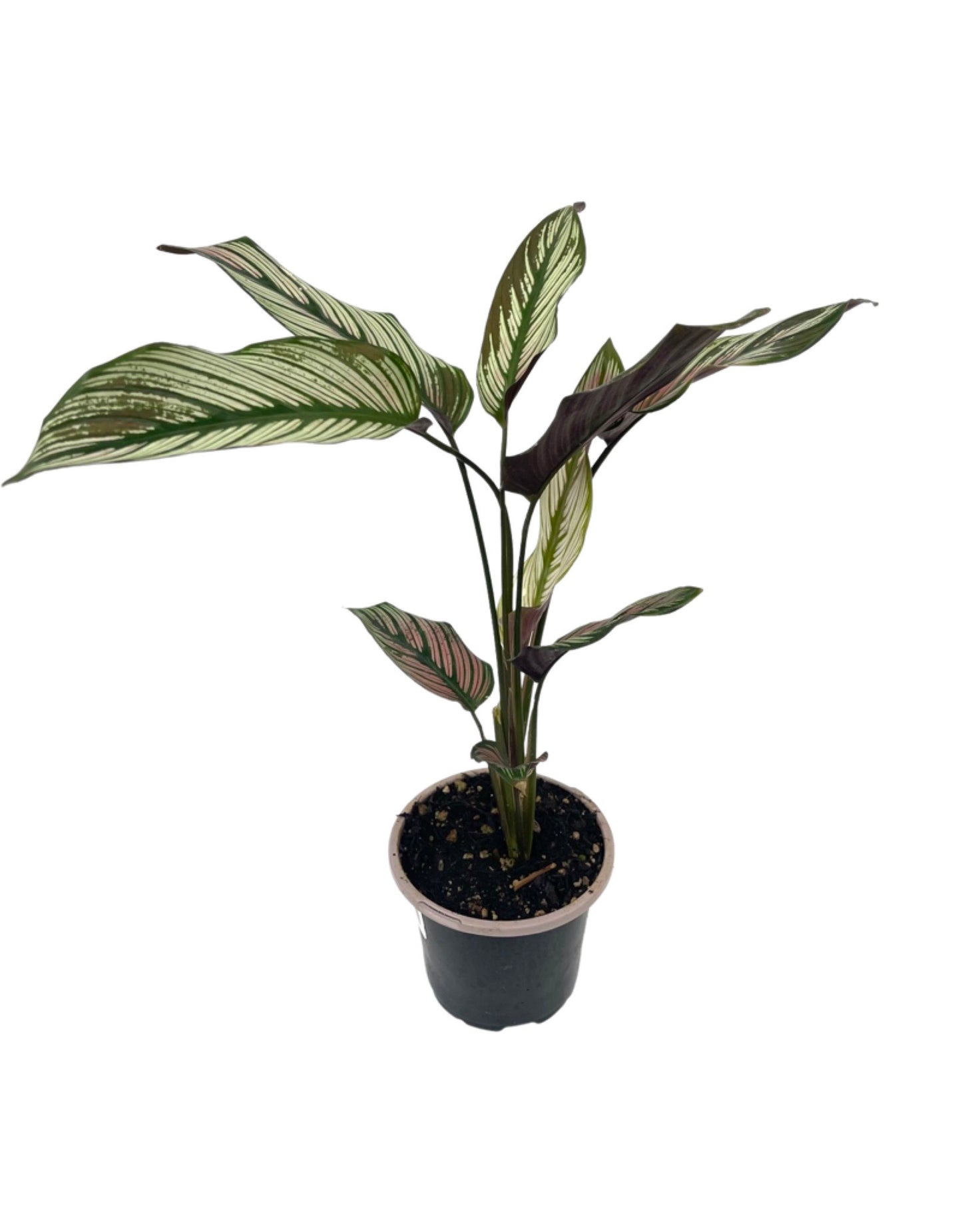 Calathea 'White Star' - House Plants