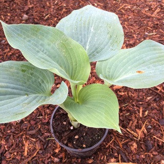 Hosta Sielboldiana 'Elegans' Quart
