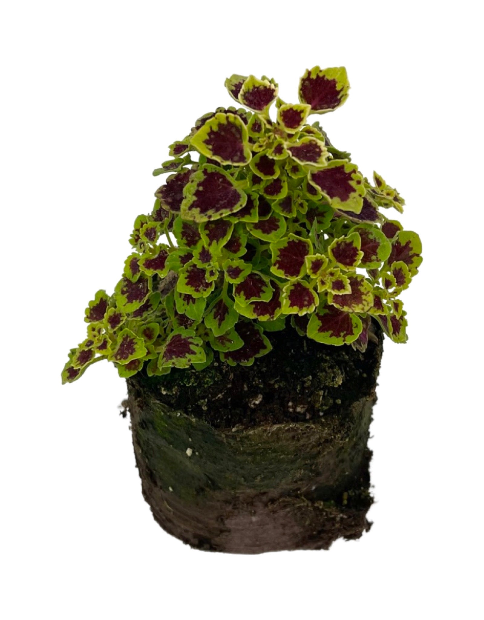 hanging coleus plants Coleus 'Great Falls Angel' – The Garden Corner