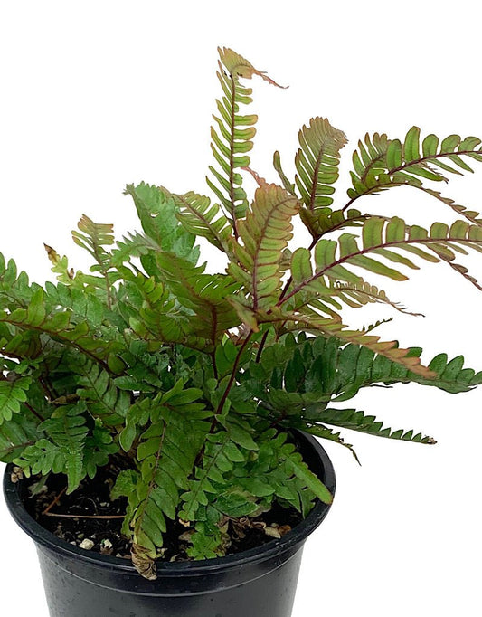 Pteris quadriaurita 'Tricolor' Quart - The Garden Corner