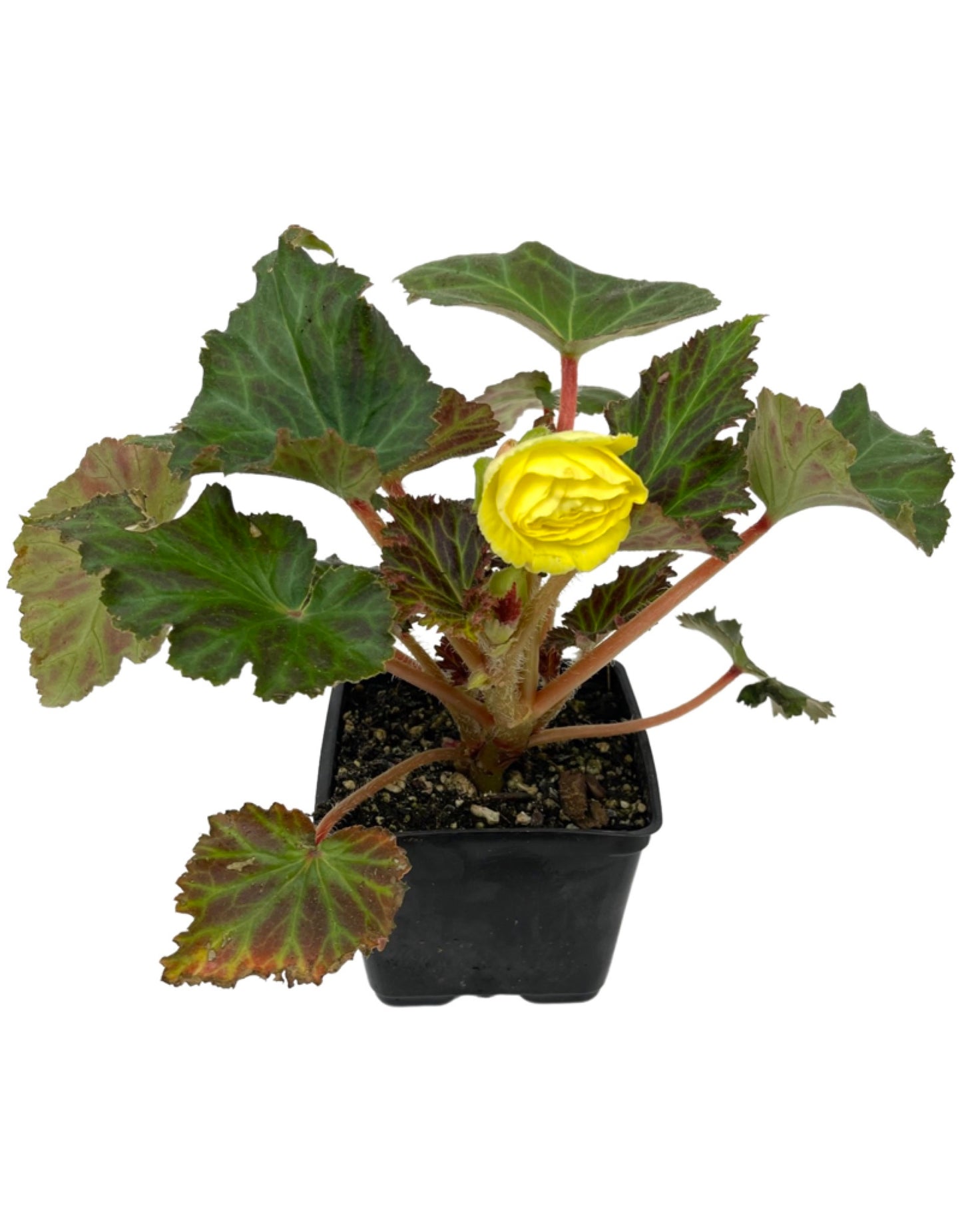 Begonia Nonstop Mocca 'Yellow'