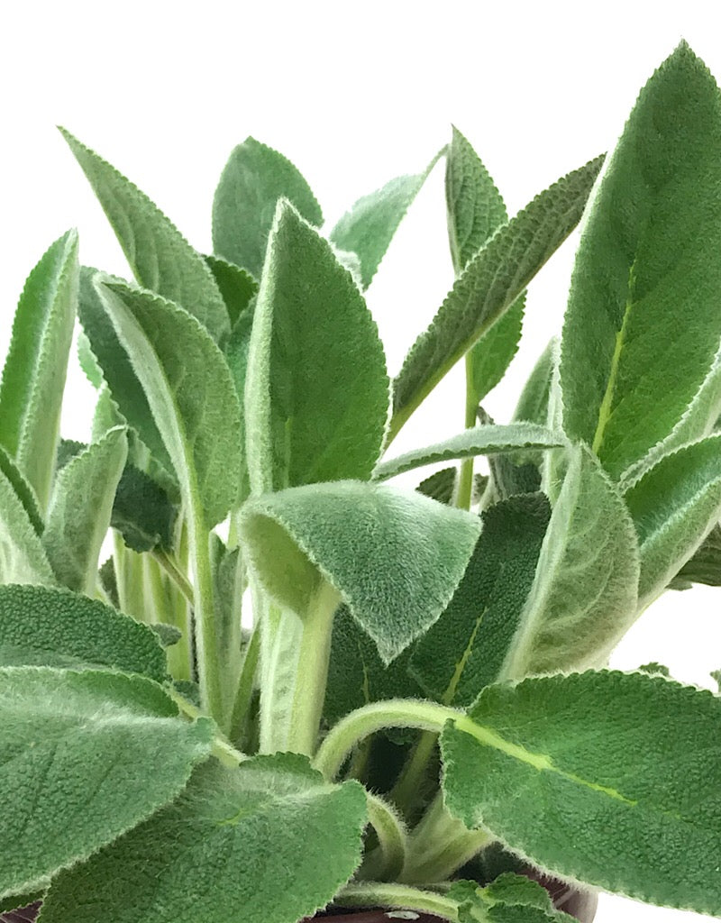 Stachys 'Helen Von Stein' 1 gal