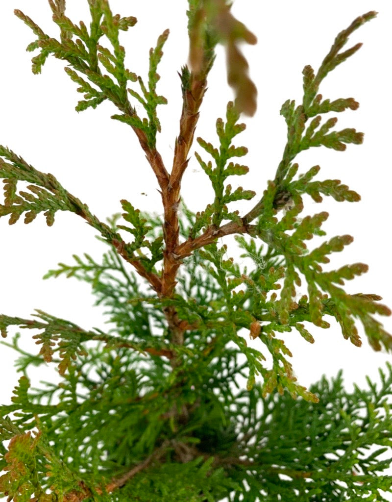 Thuja plicata 'Northern Spire'