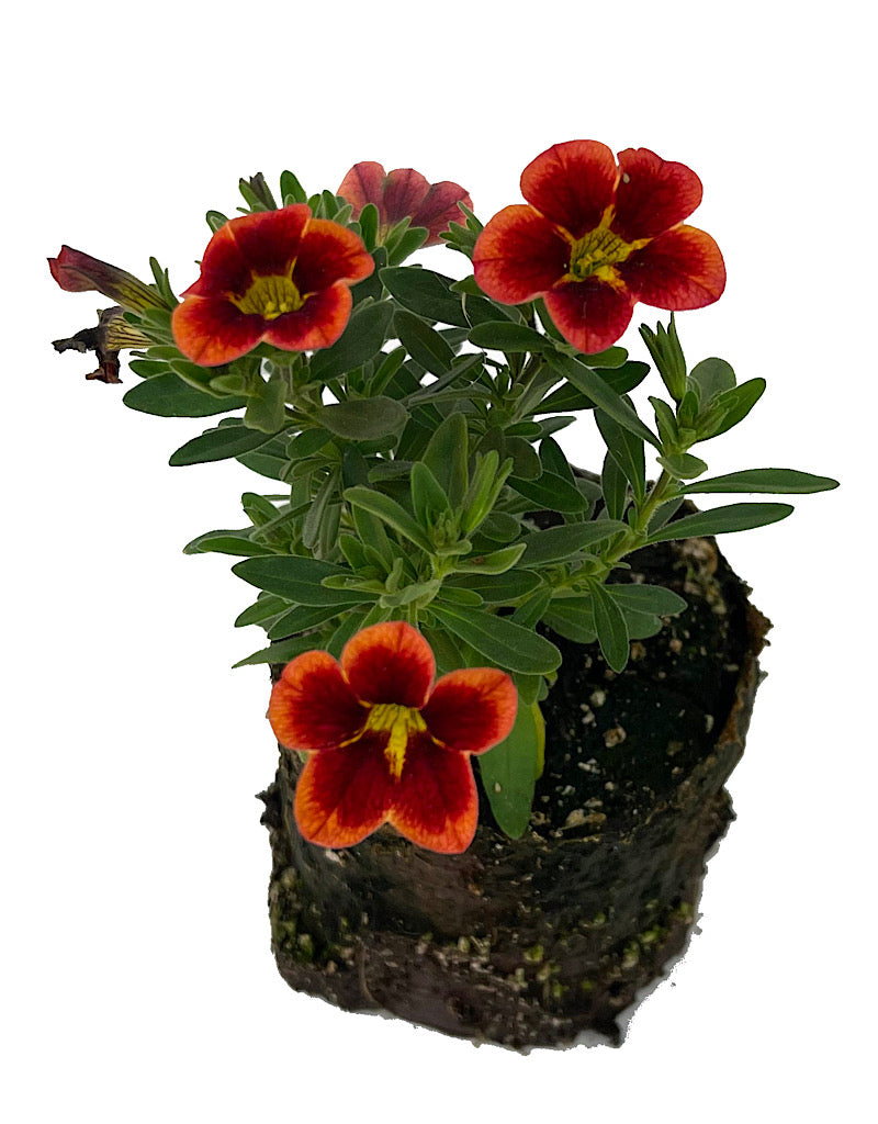 Calibrachoa 'Can Can Bumble Bee Orange'