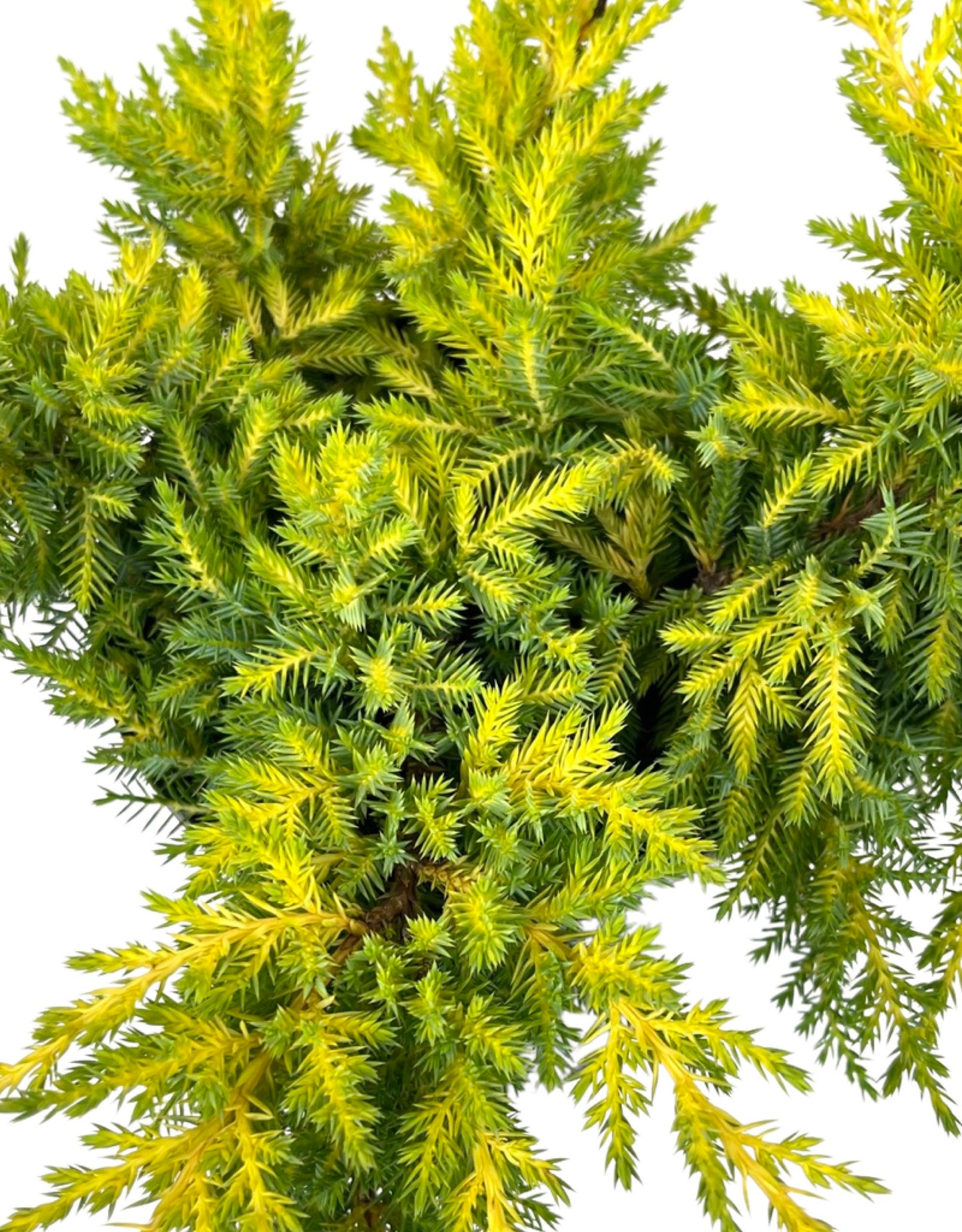 Juniperus chinensis 'Daub s Frosted' - The Garden Corner