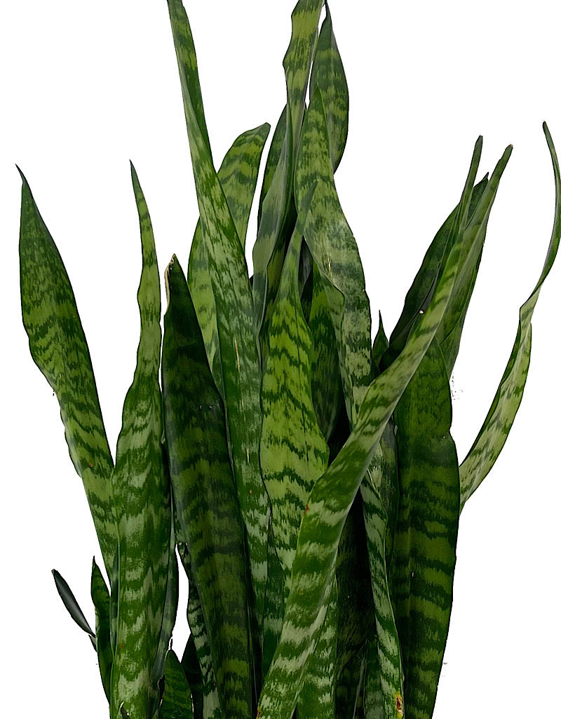 Sansevieria 'Black Coral' 10 Inch