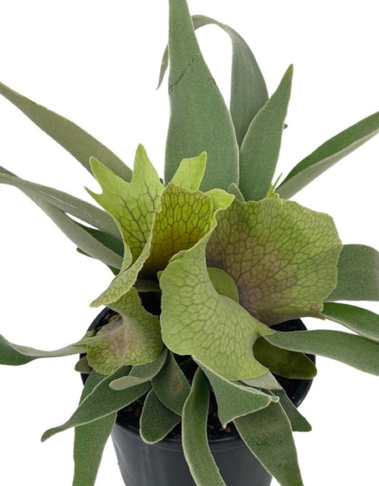 Platycerium veitchii Quart - The Garden Corner