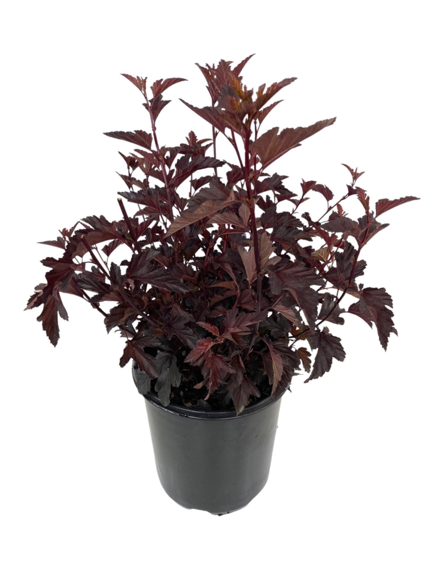 Physocarpus opulifolius 'Darkstar' - The Garden Corner