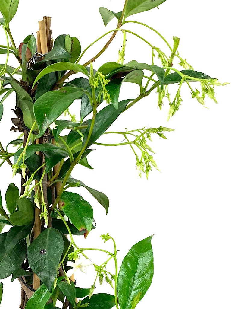Trachelospermum jasminoides - The Garden Corner