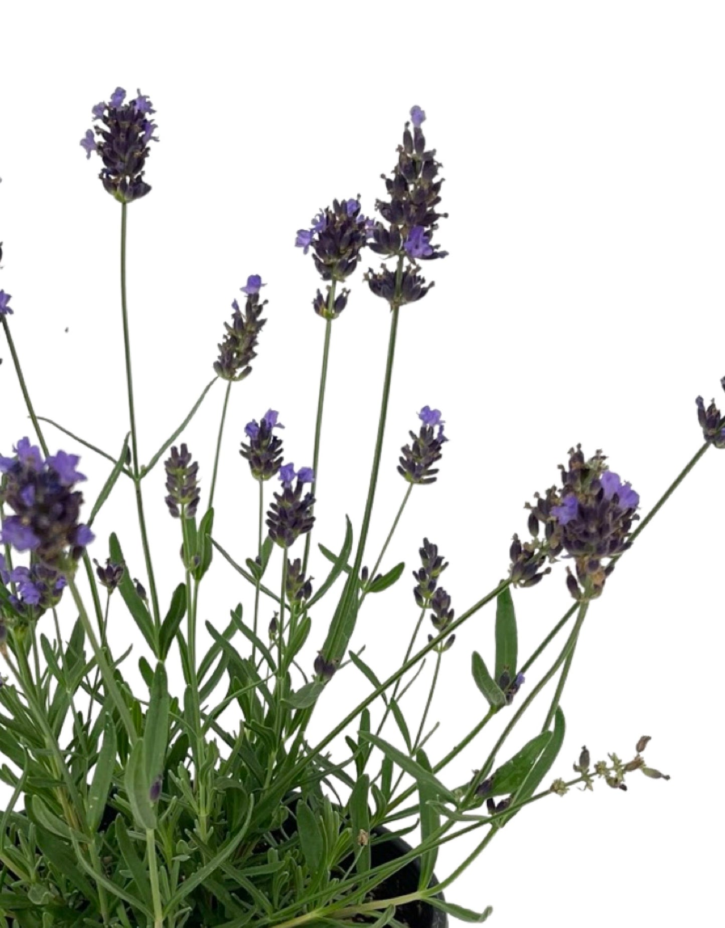 Lavandula 'SuperBlue'