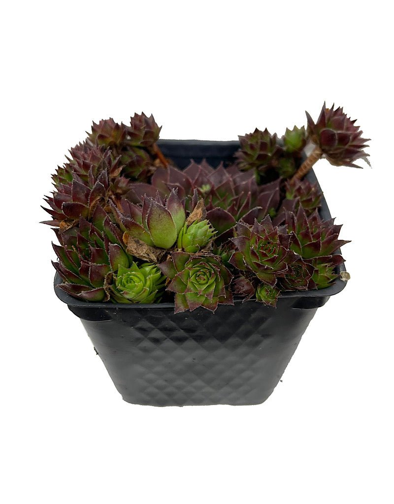 Sempervivum 'Black' - The Garden Corner