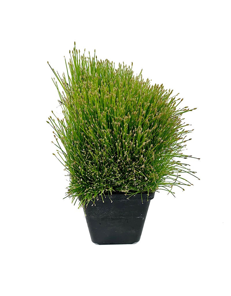 Eleocharis radicans 4 inch